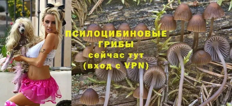 Галлюциногенные грибы Psilocybe  Ковдор 